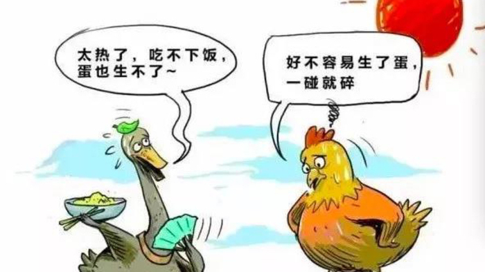 为啥夏季蛋鸡腹泻过料等肠道疾病反复不断？一组简图带您看明白